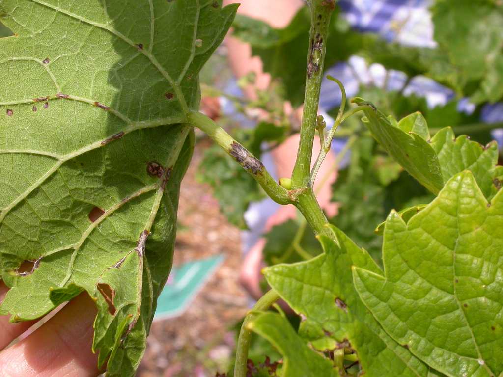 Anthracnose of Grapes